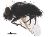  ( - BIOUG18603-D12)  @11 [ ] CreativeCommons - Attribution (2019) CBG Photography Group Centre for Biodiversity Genomics