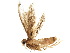  (Aristotelia BioLep8959 - BIOUG10240-A04)  @12 [ ] CreativeCommons - Attribution (2015) CBG Photography Group Centre for Biodiversity Genomics