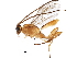 (Meteorus laphygmae - BIOUG10677-B02)  @13 [ ] CreativeCommons - Attribution (2017) CBG Photography Group Centre for Biodiversity Genomics