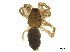  (Gnaphosa kompirensis - BIOUG37321-D03)  @11 [ ] CreativeCommons - Attribution (2018) CBG Photography Group Centre for Biodiversity Genomics