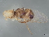  (Liriomyza chinensis - BIOUG37453-E07)  @11 [ ] CreativeCommons - Attribution (2022) CBG Photography Group Centre for Biodiversity Genomics