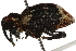  (Eucryptorrhynchus - BIOUG37657-F01)  @11 [ ] CreativeCommons - Attribution (2018) CBG Photography Group Centre for Biodiversity Genomics