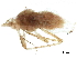  (Periphyllus acerihabitans - BIOUG38300-H04)  @11 [ ] CreativeCommons - Attribution (2019) CBG Photography Group Centre for Biodiversity Genomics