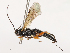  (Pimpla nipponica - CBG-B00090-A11)  @11 [ ] CreativeCommons - Attribution Share - Alike (2025) CBG Photography Group Centre for Biodiversity Genomics