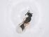  (Sphegigaster - CBG-B01302-C03)  @11 [ ] CreativeCommons - Attribution Share - Alike (2025) Centre for Biodiversity Genomics Centre for Biodiversity Genomics