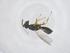  (Halticoptera circulus - CBG-B21278-C09)  @11 [ ] CreativeCommons - Attribution Share - Alike (2025) Centre for Biodiversity Genomics Centre for Biodiversity Genomics