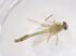  (Cryptochironomus tamaichimori - CBG-B22153-E02)  @11 [ ] CreativeCommons - Attribution Share - Alike (2025) Centre for Biodiversity Genomics Centre for Biodiversity Genomics