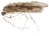  ( - BIOUG33413-E09)  @11 [ ] CreativeCommons - Attribution (2017) CBG Photography Group Centre for Biodiversity Genomics