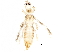  (Thrips sp - BIOUG34590-H11)  @11 [ ] CreativeCommons - Attribution (2018) CBG Photography Group Centre for Biodiversity Genomics