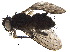 ( - BIOUG36504-E01)  @11 [ ] CreativeCommons - Attribution (2018) CBG Photography Group Centre for Biodiversity Genomics