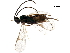  (Apanteles malaise0331 - BIOUG36548-C11)  @13 [ ] CreativeCommons - Attribution (2018) CBG Photography Group Centre for Biodiversity Genomics