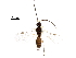  (gnaptoJanzen01 - BIOUG36549-B02)  @13 [ ] CreativeCommons - Attribution (2018) CBG Photography Group Centre for Biodiversity Genomics