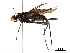  ( - BIOUG36554-D09)  @11 [ ] CreativeCommons - Attribution (2019) CBG Photography Group Centre for Biodiversity Genomics