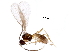  (Dinotrema Malaise5690 - BIOUG36586-E05)  @14 [ ] CreativeCommons - Attribution (2018) CBG Photography Group Centre for Biodiversity Genomics