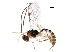  (Mesochorus unotressiete - BIOUG36586-G08)  @14 [ ] CreativeCommons - Attribution (2018) CBG Photography Group Centre for Biodiversity Genomics