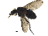  (Chaetostigmoptera Malaise4891 - BIOUG36201-G06)  @11 [ ] CreativeCommons - Attribution (2018) CBG Photography Group Centre for Biodiversity Genomics