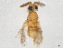  ( - BIOUG36318-C03)  @11 [ ] CreativeCommons - Attribution (2022) CBG Photography Group Centre for Biodiversity Genomics