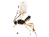  (Aleiodes Janzen9894 - BIOUG36572-B11)  @13 [ ] CreativeCommons - Attribution (2018) CBG Photography Group Centre for Biodiversity Genomics