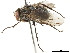  ( - BIOUG36554-H03)  @12 [ ] CreativeCommons - Attribution (2019) CBG Photography Group Centre for Biodiversity Genomics