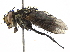  (Mystacella Malaise6413 - BIOUG36554-H05)  @14 [ ] CreativeCommons - Attribution (2018) CBG Photography Group Centre for Biodiversity Genomics