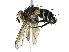  ( - BIOUG37013-B02)  @11 [ ] CreativeCommons - Attribution (2018) CBG Photography Group Centre for Biodiversity Genomics