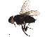  ( - BIOUG37035-D07)  @11 [ ] CreativeCommons - Attribution (2018) CBG Photography Group Centre for Biodiversity Genomics