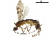  ( - BIOUG31504-G03)  @13 [ ] CreativeCommons - Attribution (2019) CBG Photography Group Centre for Biodiversity Genomics