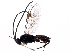  (Apanteles Malaise6611 - BIOUG31505-C10)  @14 [ ] CreativeCommons - Attribution (2017) CBG Photography Group Centre for Biodiversity Genomics