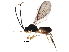  ( - BIOUG31518-G06)  @14 [ ] CreativeCommons - Attribution (2017) CBG Photography Group Centre for Biodiversity Genomics