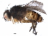  (Siphona Malaise4905 - BIOUG31528-A10)  @11 [ ] CreativeCommons - Attribution (2018) CBG Photography Group Centre for Biodiversity Genomics