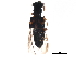  (Megalopsidiinae - BIOUG31535-A08)  @14 [ ] CreativeCommons - Attribution (2017) CBG Photography Group Centre for Biodiversity Genomics