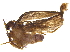  ( - BIOUG31536-D06)  @12 [ ] CreativeCommons - Attribution (2017) CBG Photography Group Centre for Biodiversity Genomics