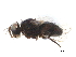  (Phytomyptera Malaise4401 - BIOUG17332-G12)  @12 [ ] CreativeCommons - Attribution (2015) CBG Photography Group Centre for Biodiversity Genomics