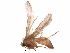  (elachBioLep01 BioLep3222 - BIOUG31475-C11)  @12 [ ] CreativeCommons - Attribution (2017) CBG Photography Group Centre for Biodiversity Genomics