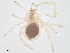  (Theridion trepidum - BIOUG31476-C07)  @13 [ ] CreativeCommons - Attribution (2020) CBG Photography Group Centre for Biodiversity Genomics