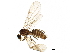  (Acropyga fuhrmanni - BIOUG31616-E02)  @13 [ ] CreativeCommons - Attribution (2017) CBG Photography Group Centre for Biodiversity Genomics