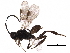  (Adelius adrianguadamuzi - BIOUG31661-B07)  @14 [ ] CreativeCommons - Attribution (2017) CBG Photography Group Centre for Biodiversity Genomics