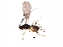  (Aphaereta - BIOUG31681-F07)  @14 [ ] CreativeCommons - Attribution (2017) CBG Photography Group Centre for Biodiversity Genomics