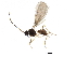  (Dinotrema Malaise6545 - BIOUG31723-D11)  @14 [ ] CreativeCommons - Attribution (2017) CBG Photography Group Centre for Biodiversity Genomics