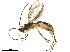  ( - BIOUG32664-A02)  @13 [ ] CreativeCommons - Attribution (2019) CBG Photography Group Centre for Biodiversity Genomics