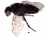  (Phytomyptera Malaise6304 - BIOUG32745-C09)  @11 [ ] CreativeCommons - Attribution (2018) CBG Photography Group Centre for Biodiversity Genomics
