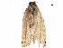  (Stenoma Malaise6388 - BIOUG32350-G03)  @13 [ ] CreativeCommons - Attribution (2017) CBG Photography Group Centre for Biodiversity Genomics