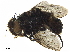  ( - BIOUG32776-E11)  @12 [ ] CreativeCommons - Attribution (2019) CBG Photography Group Centre for Biodiversity Genomics