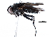  ( - BIOUG32769-D04)  @11 [ ] CreativeCommons - Attribution (2017) CBG Photography Group Centre for Biodiversity Genomics