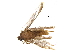  ( - BIOUG32982-G04)  @13 [ ] CreativeCommons - Attribution (2017) CBG Photography Group Centre for Biodiversity Genomics