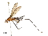  ( - BIOUG32925-B11)  @13 [ ] CreativeCommons - Attribution (2019) CBG Photography Group Centre for Biodiversity Genomics