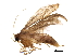  (Hypatopa bilobata - BIOUG32999-B09)  @12 [ ] CreativeCommons - Attribution (2017) CBG Photography Group Centre for Biodiversity Genomics