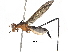  (Scipopus browni - BIOUG32925-F04)  @14 [ ] CreativeCommons - Attribution (2017) CBG Photography Group Centre for Biodiversity Genomics