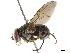  ( - BIOUG37393-G03)  @11 [ ] CreativeCommons - Attribution (2019) CBG Photography Group Centre for Biodiversity Genomics