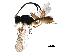  (phygaMalaise01 Janzen03 - BIOUG37575-E03)  @12 [ ] CreativeCommons - Attribution (2018) CBG Photography Group Centre for Biodiversity Genomics